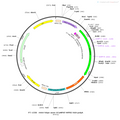 AAV-hSyn-axon-GCaMP6f AAV Vector – Calcium indicator – Constitutive – hSyn promoter – for Calcium imaging – BHV12400419