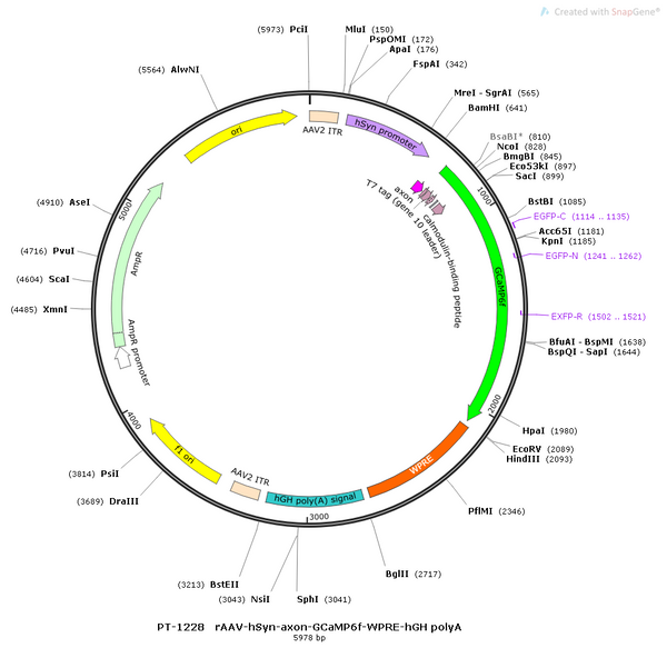 AAV-hSyn-axon-GCaMP6f AAV Vector – Calcium indicator – Constitutive – hSyn promoter – for Calcium imaging – BHV12400419