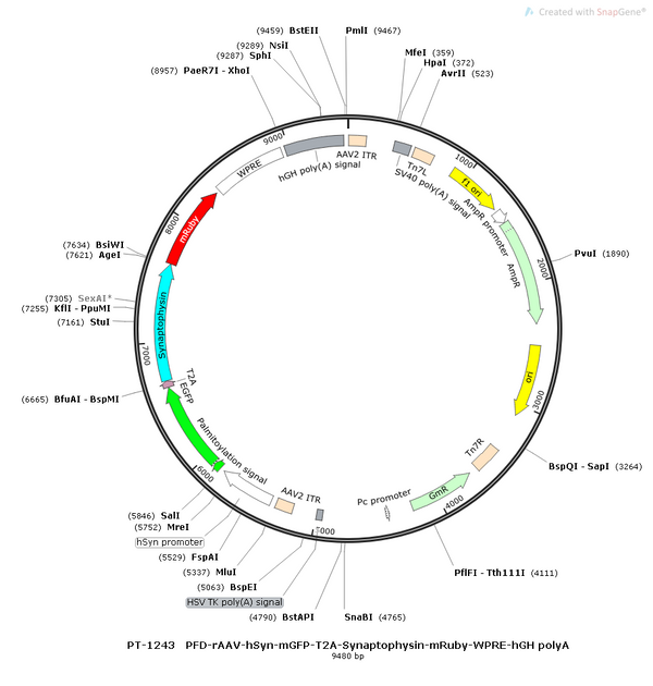 AAV-hSyn-mGFP-mRuby AAV Vector – Fluorescent reporter – Constitutive – hSyn promoter – mRuby reporter – for Cell labeling / tracing – BHV12400421