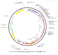 AAV-hSyn-iGABASnFR AAV Vector – GABA sensor – Constitutive – hSyn promoter – for GABA imaging – BHV12400422