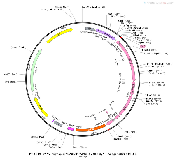 AAV-hSyn-iGABASnFR AAV Vector – GABA sensor – Constitutive – hSyn promoter – for GABA imaging – BHV12400422