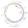 AAV-CAG-GRAB-DA1h AAV Vector – Dopamine sensor – Constitutive – CAG promoter – for Dopamine imaging – BHV12400426