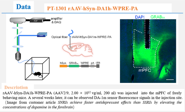 AAV-hSyn-DA1h AAV Vector – Dopamine sensor – Constitutive – hSyn promoter – for Dopamine imaging – BHV12400427