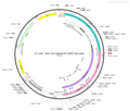 AAV-CAG-iGABASnFR AAV Vector – GABA sensor – Constitutive – CAG promoter – for GABA imaging – BHV12400432