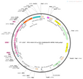 AAV-EF1α-DIO-iGABASnFR AAV Vector – GABA sensor – Cre-dependent – EF1α promoter – for GABA imaging – BHV12400433