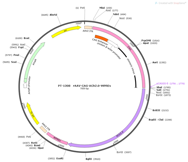 AAV-CAG-GACh2.0 AAV Vector – Acetylcholine sensor – Constitutive – CAG promoter – for Acetylcholine imaging – BHV12400434