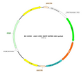 AAV-CMV-EGFP AAV Vector – Fluorescent reporter – Constitutive – CMV promoter – EGFP reporter – for Cell labeling / tracing – BHV12400437