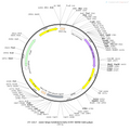 AAV-hSyn-hChR2(H134R)-EYFP AAV Vector – Optogenetic actuator (opsin) – Constitutive – hSyn promoter – EYFP reporter – for Optogenetics – BHV12400438