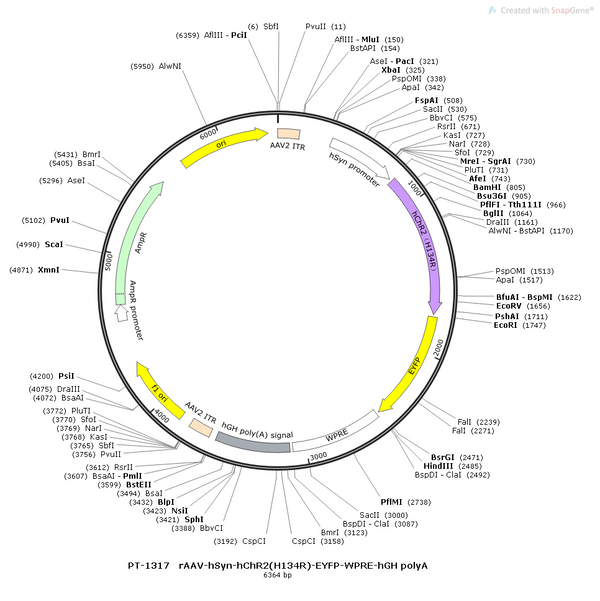 AAV-hSyn-hChR2(H134R)-EYFP AAV Vector – Optogenetic actuator (opsin) – Constitutive – hSyn promoter – EYFP reporter – for Optogenetics – BHV12400438