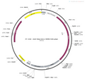 AAV-hSyn-DA4.4 AAV Vector – Dopamine sensor – Constitutive – hSyn promoter – for Dopamine imaging – BHV12400441
