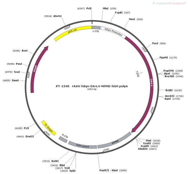 AAV-hSyn-DA4.4 AAV Vector – Dopamine sensor – Constitutive – hSyn promoter – for Dopamine imaging – BHV12400441