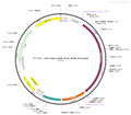 AAV-hSyn-NE1m AAV Vector – Norepinephrine sensor – Constitutive – hSyn promoter – for Norepinephrine imaging – BHV12400442