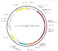 AAV-hSyn-NE1h AAV Vector – Norepinephrine sensor – Constitutive – hSyn promoter – for Norepinephrine imaging – BHV12400443