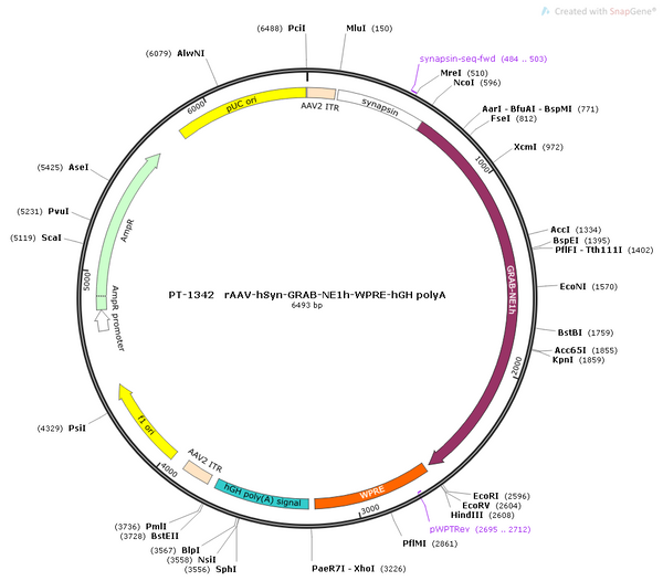 AAV-hSyn-NE1h AAV Vector – Norepinephrine sensor – Constitutive – hSyn promoter – for Norepinephrine imaging – BHV12400443