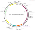 AAV-hSyn-NE_mut AAV Vector – Norepinephrine sensor – Constitutive – hSyn promoter – for Norepinephrine imaging – BHV12400444