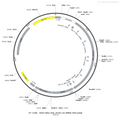 AAV-hSyn-Ado_B10(1.0) AAV Vector – Constitutive – hSyn promoter – BHV12400446