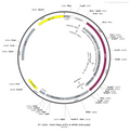 AAV-hSyn-ATP1.0 AAV Vector – Constitutive – hSyn promoter – BHV12400448