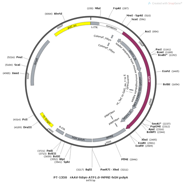 AAV-hSyn-ATP1.0 AAV Vector – Constitutive – hSyn promoter – BHV12400448