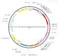 AAV-hSyn-DIO-ChrimsonR-mCherry AAV Vector – Optogenetic actuator (opsin) – Cre-dependent – hSyn promoter – mCherry reporter – for Optogenetics – BHV12400457