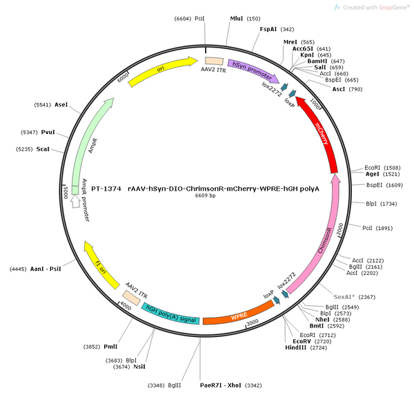 AAV-hSyn-DIO-ChrimsonR-mCherry AAV Vector – Optogenetic actuator (opsin) – Cre-dependent – hSyn promoter – mCherry reporter – for Optogenetics – BHV12400457