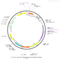 AAV-CAG-hChR2(H134R)-EYFP AAV Vector – Optogenetic actuator (opsin) – Constitutive – CAG promoter – EYFP reporter – for Optogenetics – BHV12400458