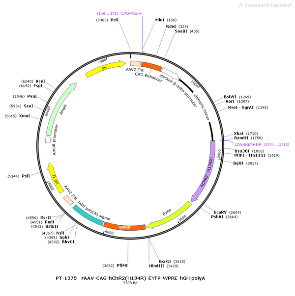 AAV-CAG-hChR2(H134R)-EYFP AAV Vector – Optogenetic actuator (opsin) – Constitutive – CAG promoter – EYFP reporter – for Optogenetics – BHV12400458