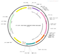 AAV-hSyn-CaMPARI2 AAV Vector – Constitutive – hSyn promoter – BHV12400459