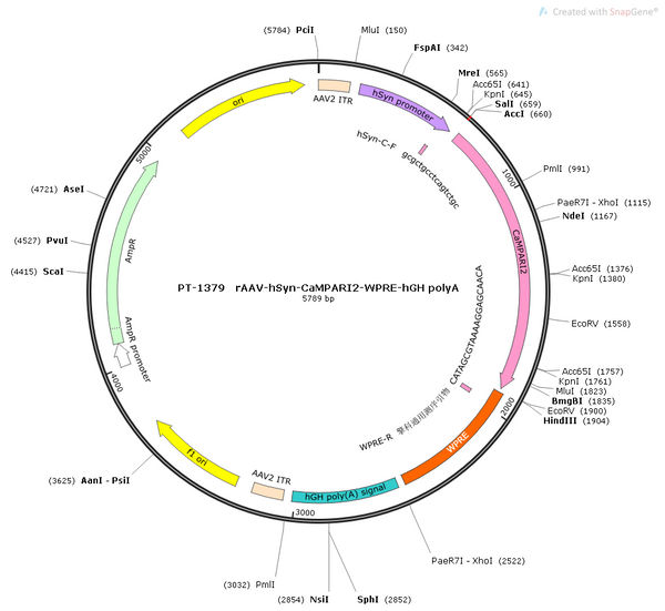 AAV-hSyn-CaMPARI2 AAV Vector – Constitutive – hSyn promoter – BHV12400459