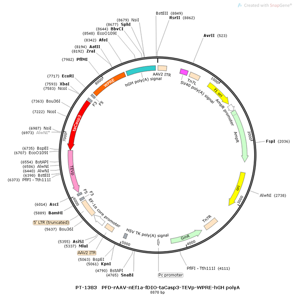 AAV-nEF1a-fDIO-taCasp3-TEVp AAV Vector – Norepinephrine sensor – Constitutive – nEF1a promoter – for Norepinephrine imaging – BHV12400461