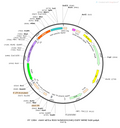 AAV-nEF1a-fDIO-hChR2(H134R)-EGFP AAV Vector – Optogenetic actuator (opsin) – Constitutive – nEF1a promoter – EGFP reporter – for Optogenetics – BHV12400462