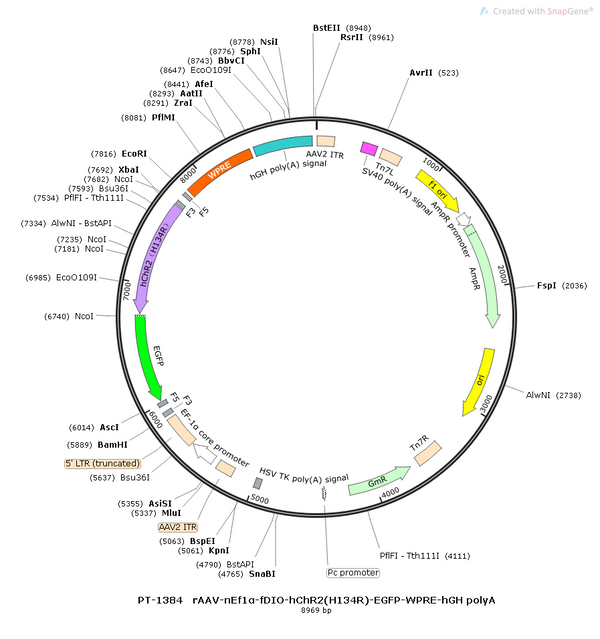 AAV-nEF1a-fDIO-hChR2(H134R)-EGFP AAV Vector – Optogenetic actuator (opsin) – Constitutive – nEF1a promoter – EGFP reporter – for Optogenetics – BHV12400462