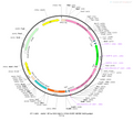 AAV-EF1α-DIO-Kir2.1-EGFP AAV Vector – Fluorescent reporter – Cre-dependent – EF1α promoter – EGFP reporter – for Cell labeling / tracing – BHV12400465