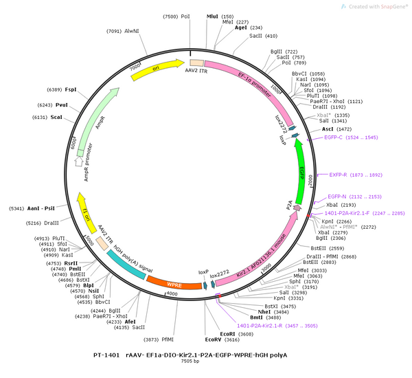 AAV-EF1α-DIO-Kir2.1-EGFP AAV Vector – Fluorescent reporter – Cre-dependent – EF1α promoter – EGFP reporter – for Cell labeling / tracing – BHV12400465