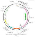 AAV-hSyn-DIO-GRAB-5HT2.1(mutant) AAV Vector – Serotonin sensor – Cre-dependent – hSyn promoter – for Serotonin imaging – BHV12400466
