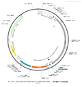 AAV-hSyn-DIO-GRAB-5HT2.1 AAV Vector – Serotonin sensor – Cre-dependent – hSyn promoter – for Serotonin imaging – BHV12400467