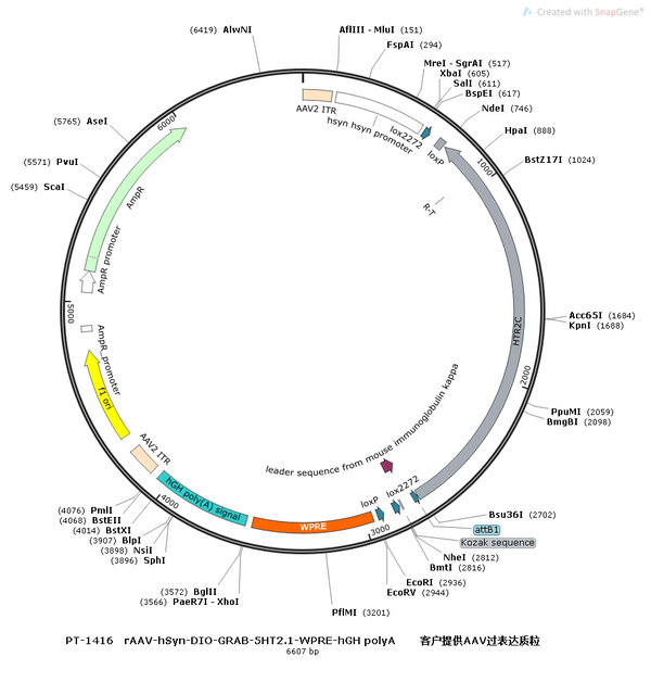 AAV-hSyn-DIO-GRAB-5HT2.1 AAV Vector – Serotonin sensor – Cre-dependent – hSyn promoter – for Serotonin imaging – BHV12400467