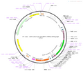 AAV-CAG-DIO-jGCaMP7s AAV Vector – Calcium indicator – Cre-dependent – CAG promoter – for Calcium imaging – BHV12400468