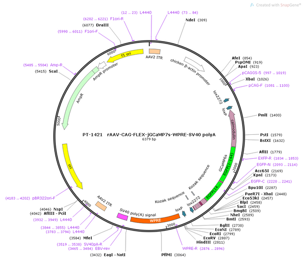 AAV-CAG-DIO-jGCaMP7s AAV Vector – Calcium indicator – Cre-dependent – CAG promoter – for Calcium imaging – BHV12400468