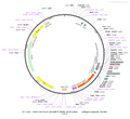 AAV-CAG-DIO-jGCaMP7f AAV Vector – Calcium indicator – Cre-dependent – CAG promoter – for Calcium imaging – BHV12400469