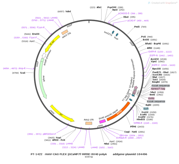 AAV-CAG-DIO-jGCaMP7f AAV Vector – Calcium indicator – Cre-dependent – CAG promoter – for Calcium imaging – BHV12400469
