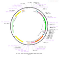 AAV-CAG-DIO-jGCaMP7b AAV Vector – Calcium indicator – Cre-dependent – CAG promoter – for Calcium imaging – BHV12400470