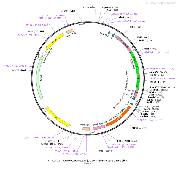 AAV-CAG-DIO-jGCaMP7b AAV Vector – Calcium indicator – Cre-dependent – CAG promoter – for Calcium imaging – BHV12400470