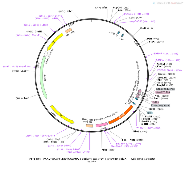 AAV-CAG-DIO-jGCaMP7c variant 1513 AAV Vector – Calcium indicator – Cre-dependent – CAG promoter – for Calcium imaging – BHV12400471
