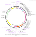 AAV-hSyn-CaMPARI2-Flag-HA-Myc AAV Vector – Norepinephrine sensor – Constitutive – hSyn promoter – for Norepinephrine imaging – BHV12400472