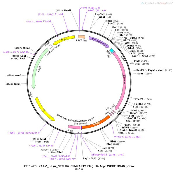 AAV-hSyn-CaMPARI2-Flag-HA-Myc AAV Vector – Norepinephrine sensor – Constitutive – hSyn promoter – for Norepinephrine imaging – BHV12400472