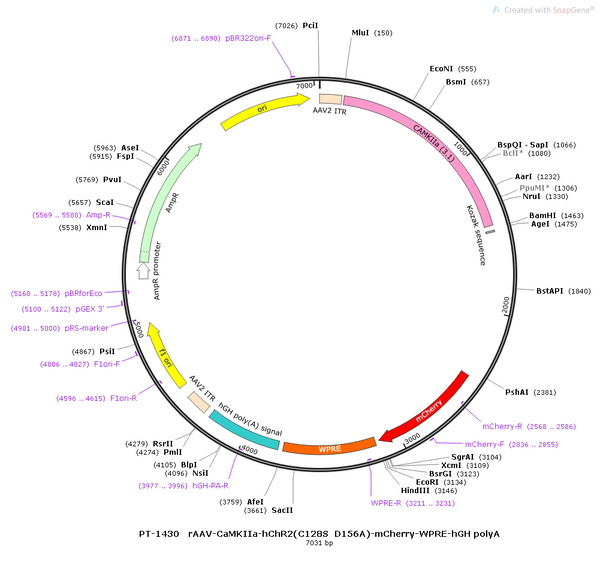 AAV-CaMKIIa-hChR2(C128S/D156A)-mCherry AAV Vector – Optogenetic actuator (opsin) – Constitutive – CaMKIIa promoter – mCherry reporter – for Optogenetics – BHV12400474