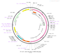 AAV-CAG-5HT2.1 AAV Vector – Serotonin sensor – Constitutive – CAG promoter – for Serotonin imaging – BHV12400477