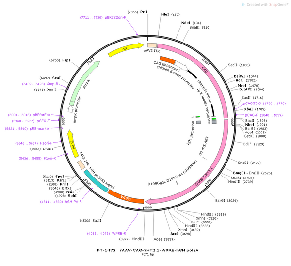 AAV-CAG-5HT2.1 AAV Vector – Serotonin sensor – Constitutive – CAG promoter – for Serotonin imaging – BHV12400477