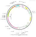 AAV-GFAP-GCaMP6s AAV Vector – Calcium indicator – Constitutive – GFAP promoter – for Calcium imaging – BHV12400478