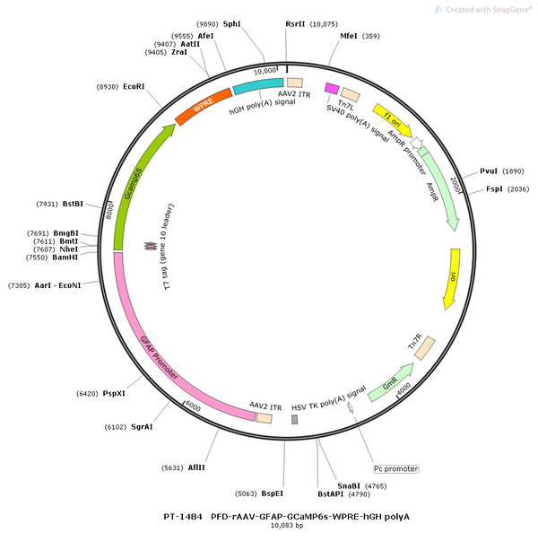 AAV-GFAP-GCaMP6s AAV Vector – Calcium indicator – Constitutive – GFAP promoter – for Calcium imaging – BHV12400478